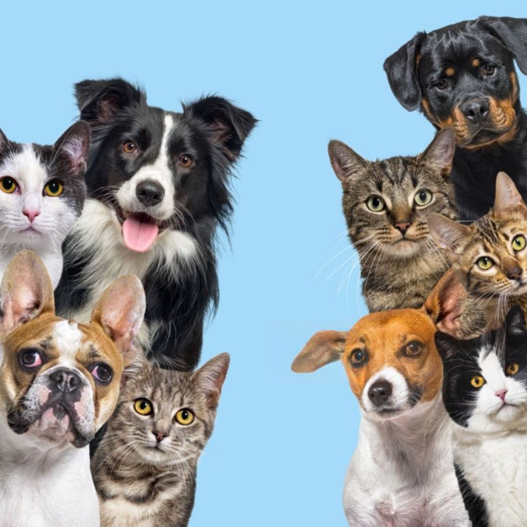 Prodotti per animali