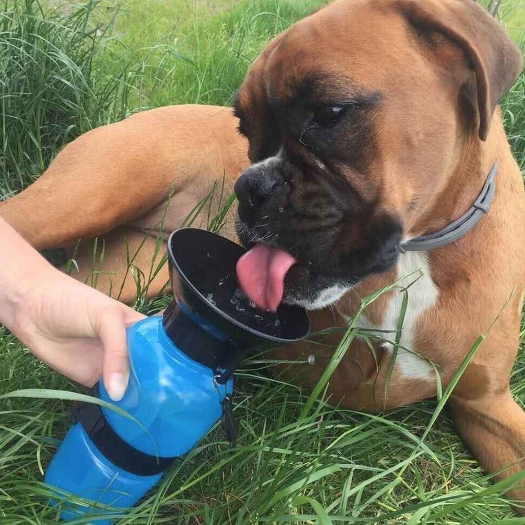 Borraccia per cani 500ml